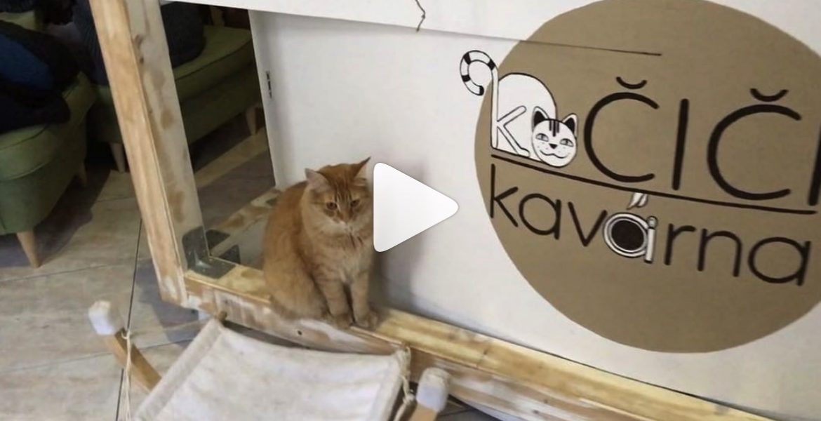 cat cafe (Kočičí kavárna) Smichov