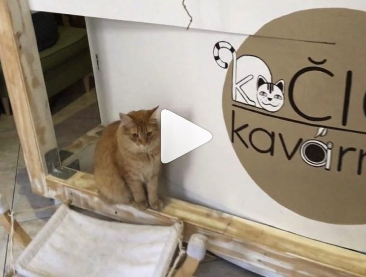 cat cafe (Kočičí kavárna) Smichov